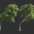 Two Green Trees With Curved Trunks And Lush Foliage On Dark Background 3d model