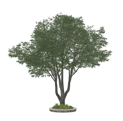 Tall Arbor With Lush Green Foliage And Multiple Trunks In Natural Setting 3d model