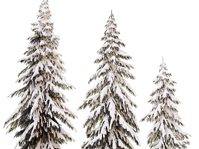 Three Snow Covered Evergreen Trees With Fluffy Snow in Winter 3d model