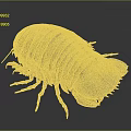 Giant Isopod Aquatic Creature With Light Beige Segmented Body And Exoskeleton In Deep Sea