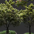 Lush Green Arbor With Healthy Trunks Fresh Leaves And Grass Surroundings