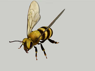 Close Up View Of Flying Bee With Yellow And Black Stripes And Transparent Wings 3d model
