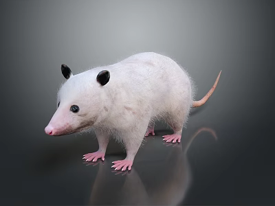 Possum With White Fur Black Ears Pink Nose And Pink Paws Standing On Dark Background 3d model