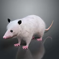 Possum With White Fur Black Ears Pink Nose And Pink Paws Standing On Dark Background