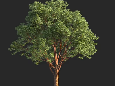 Lush Green Arbor with Dense Foliage and Strong Brown Trunk 3d model