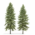 Tall Evergreen Arbor With Lush Green Foliage And Natural Trunk Structure