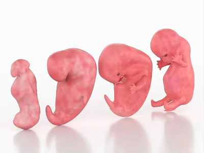Human Fetal Development Stages Displayed In Sequential 3d model