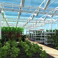 Garden Landscape In Greenhouse With Glass Roof White Frame Green Plants And Wooden Walkway