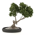 Beautiful Bonsai Plant with Twisted Trunk Lush Green Leaves and Pebbles in Black Pot