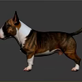 Brown And White Bull Terrier With Erect Ears Standing On Shiny Dark Floor