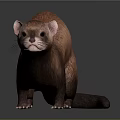 Small Brown Furry Mink Animal Standing On Dark Background With Reflection 3d model