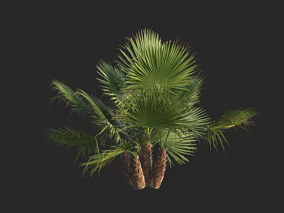 Lush Tropical Palm Tree With Green Fronds And Brown Trunks 3d model
