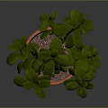 Green Succulent Plant In Terracotta Pot With Branched Stem And Smooth Surface