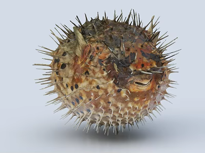 Detailed View Of Inflated Puffer Fish With Sharp Spines And Brown Orange Spots 3d model