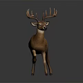 Brown Deer With Large Antlers Standing On Simple Gray Background