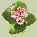 Beautiful Potted Plant With Pink Flowers And Green Leaves In Black Woven Pot