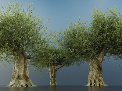 Modern Olive Tree Ancient Tree Big Tree Landscape Ancient Tree Panked Tree Garden Big Tree Landscape Tree 3d model