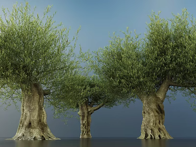 Three Olive Trees With Thick Trunks And Lush Green Foliage Against Blue Sky 3d model
