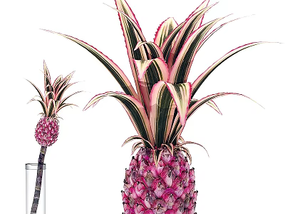 Vibrant Pink Pineapple Plant With Striped Leaves And Miniature Fruit In Glass Container 3d model