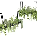 Lush Green Hanging Basket Plants With Trailing Leaves For Indoor Home Decor