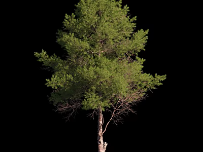 Lush Green Tree With Sturdy Trunk And Dense Foliage In Natural Outdoor Setting 3d model