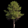 Lush Green Tree With Sturdy Trunk And Dense Foliage In Natural Outdoor Setting