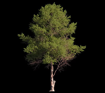Lush Green Tree With Sturdy Trunk And Dense Foliage In Natural Outdoor Setting 3d model