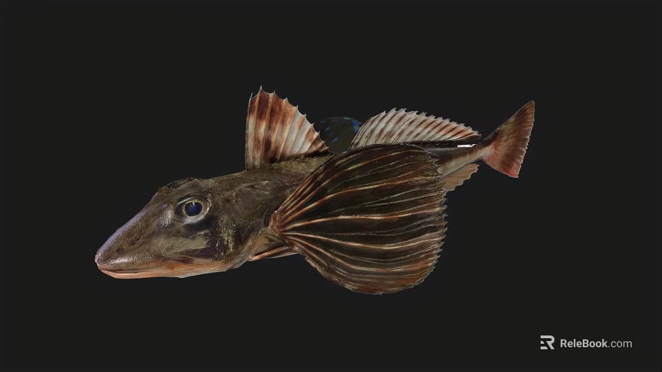 Unique Aquatic Animal Fish With Flat Head Large Eyes And Fan Shaped Fins 3d model 