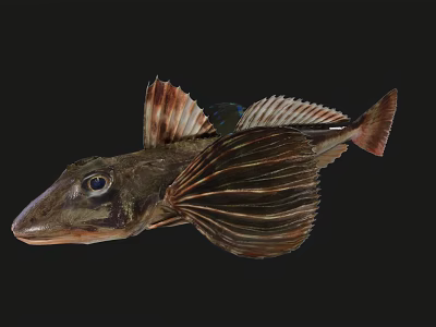 Unique Aquatic Animal Fish With Flat Head Large Eyes And Fan Shaped Fins 3d model