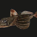 Unique Aquatic Animal Fish With Flat Head Large Eyes And Fan Shaped Fins