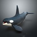 Modern whale cartoon whale killer whale mammal 3d model