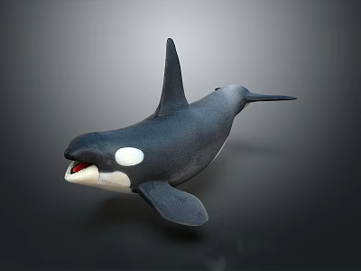 Realistic Black And White Orca Marine Animal With Open Mouth And Dorsal Fin 3d model