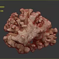 Natural Marine Coral Structure With Intricate Branches And Textured Surface