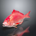 Vibrant Red Aquatic Fish With Spiny Fins Detailed Scales And Striking Appearance
