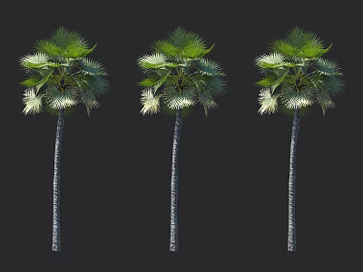 Three Trees With Slender Trunks And Broad Fan Shaped Leaves On Black Background 3d model