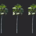Three Trees With Slender Trunks And Broad Fan Shaped Leaves On Black Background