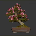 Decorative Bonsai Plant With Pink Flowers In Square Ceramic Pot And Moss