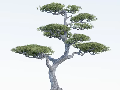 Ornamental Tree with Curved Branches and Lush Green Needles for Garden Landscape Design 3d model