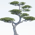 Ornamental Tree with Curved Branches and Lush Green Needles for Garden Landscape Design
