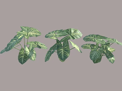 Three Green Leafy Plants Featuring Large Variegated Leaves With White Stripes 3d model