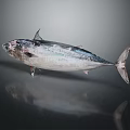 Fresh Whole Tuna With Silver Blue Body On Glossy Surface And Reflection