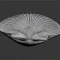 Scallop Shell With Detailed Radial Ridges Isolated On Dark Background With Reflection 3d model