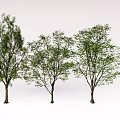 Modern Tree Landscape Tree 3d model