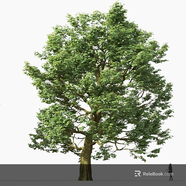 Tall Arbor Tree With Lush Green Foliage And Strong Trunk Structure 3d model 