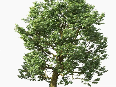 Tall Arbor Tree With Lush Green Foliage And Strong Trunk Structure 3d model