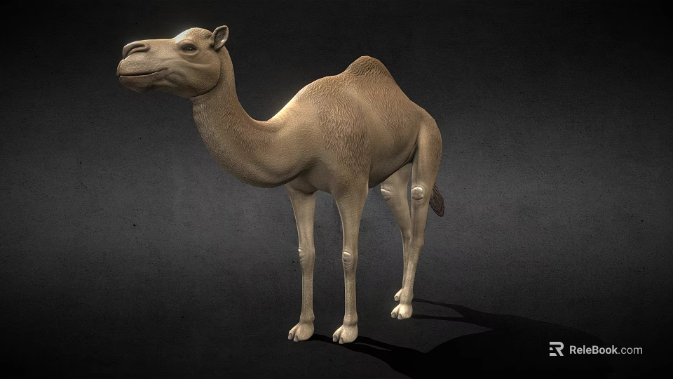 Realistic Dromedary Camel 3D Model Standing With Detailed Fur Texture 3d model