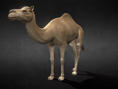 Realistic Dromedary Camel 3D Model Standing With Detailed Fur Texture 3d model