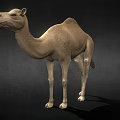 Realistic Dromedary Camel 3D Model Standing With Detailed Fur Texture 3d model