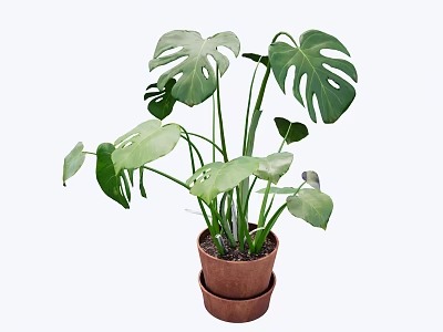 Potted Monstera Plant with Large Green Leaves in Brown Ceramic Pot for Indoor Decor 3d model