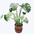 indoor potted plant 3d model